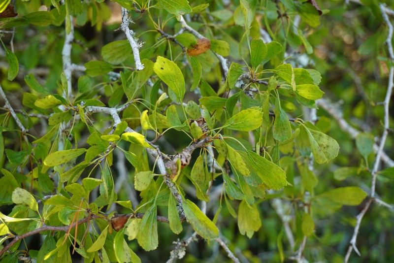 Pensacola Hawthorn photo 6