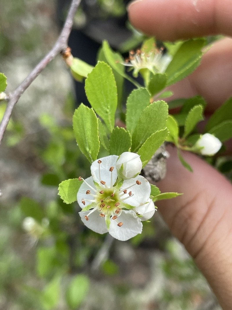 Pensacola Hawthorn photo 7