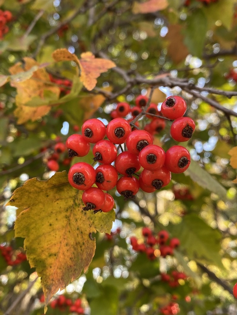 Smooth Hawthorn photo 3