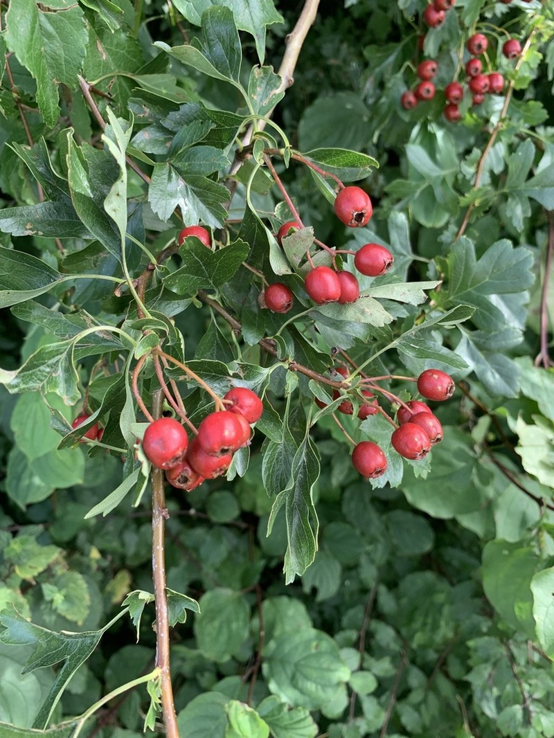 Smooth Hawthorn photo 4