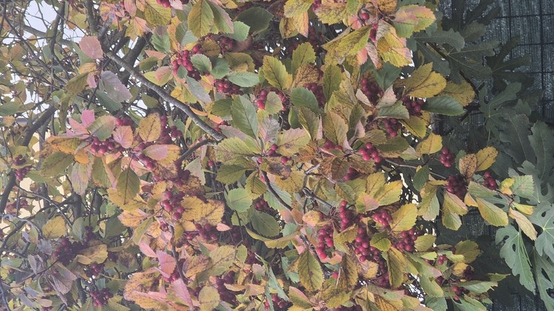 Smooth Hawthorn photo 5
