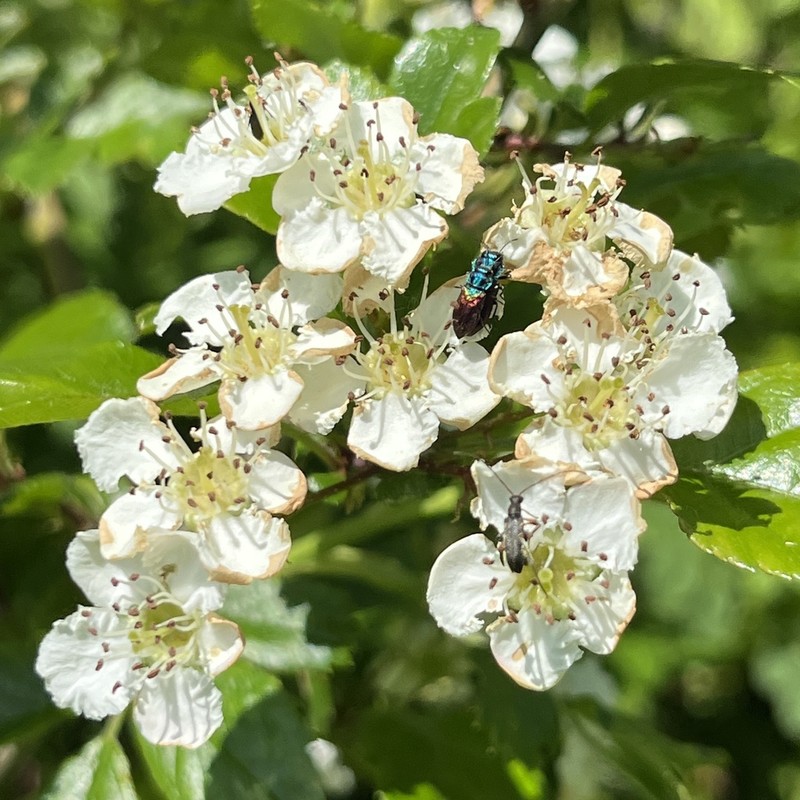 Smooth Hawthorn photo 6