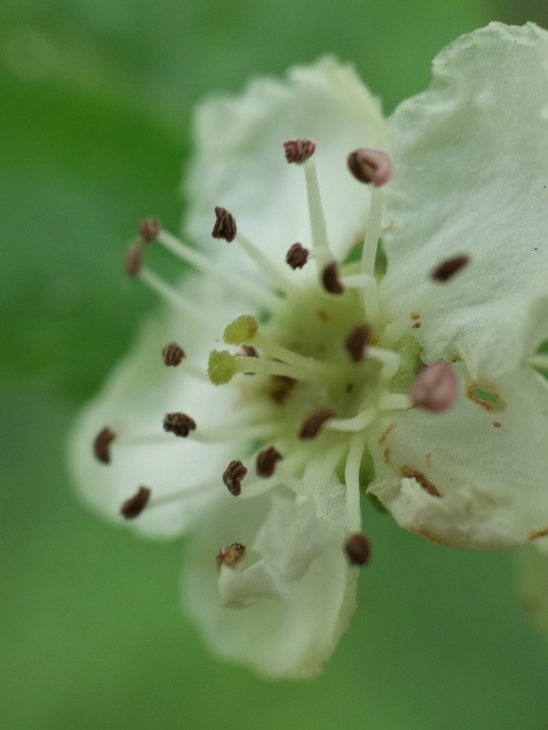 Smooth Hawthorn photo 7