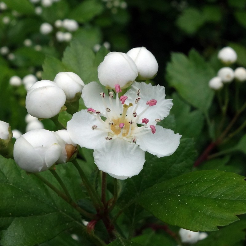 Smooth Hawthorn photo 4