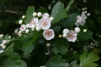 Smooth Hawthorn