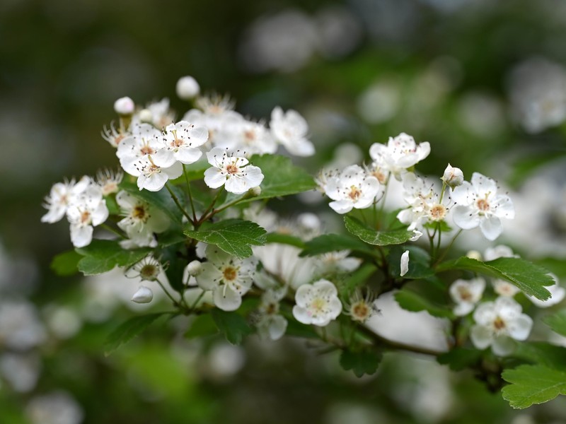 Smooth Hawthorn photo 2