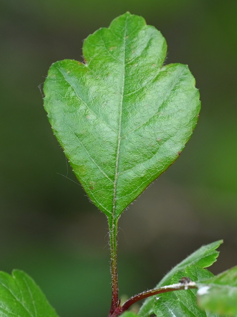 Smooth Hawthorn photo 3