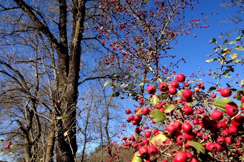 Smooth Hawthorn photo 5