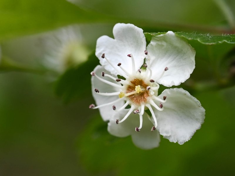 Smooth Hawthorn photo 6