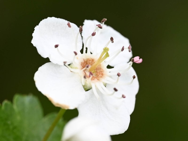Smooth Hawthorn photo 7