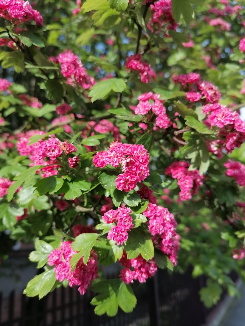 Smooth Hawthorn photo 8