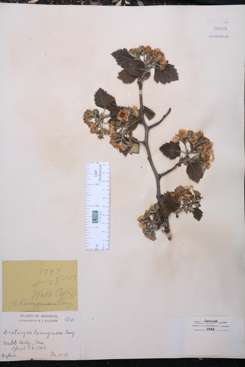 Woolly Hawthorn photo 2