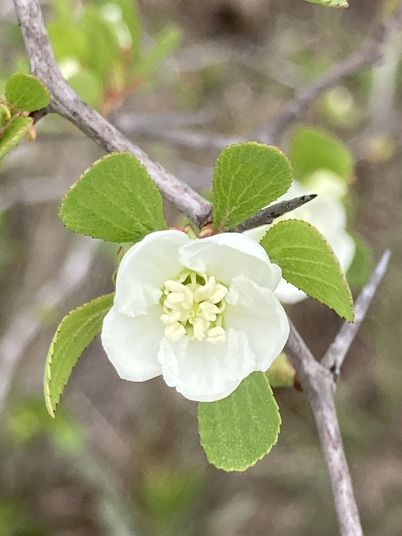 Lake Ella Hawthorn photo 7