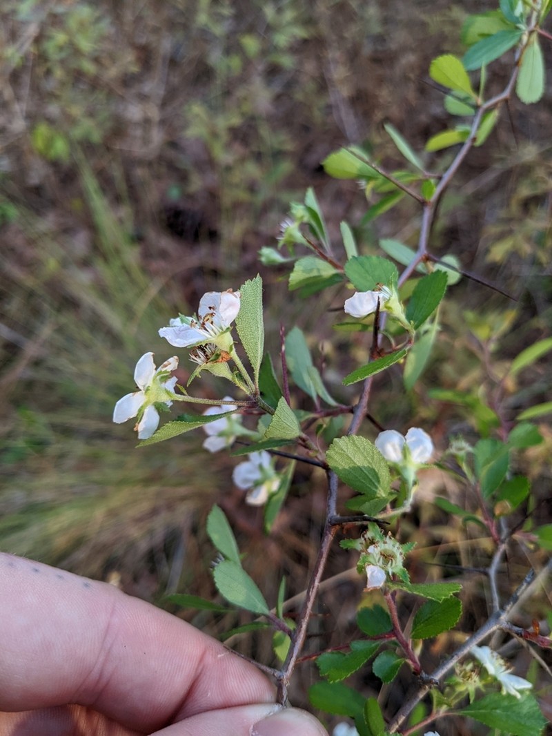 Lake Ella Hawthorn photo 8