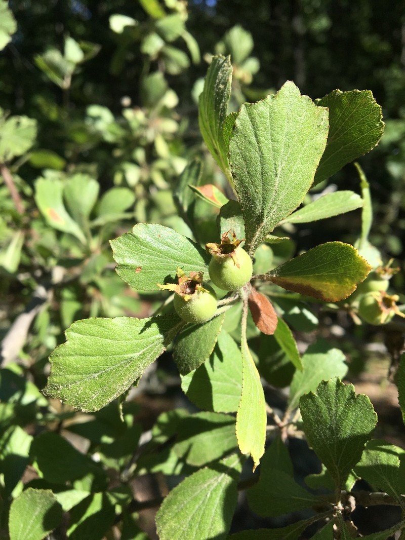Hoary Hawthorn