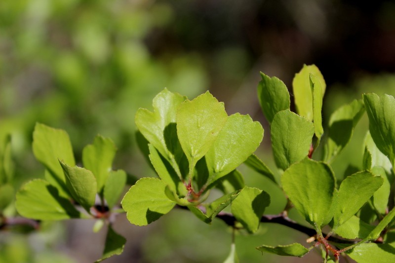 Hoary Hawthorn photo 3