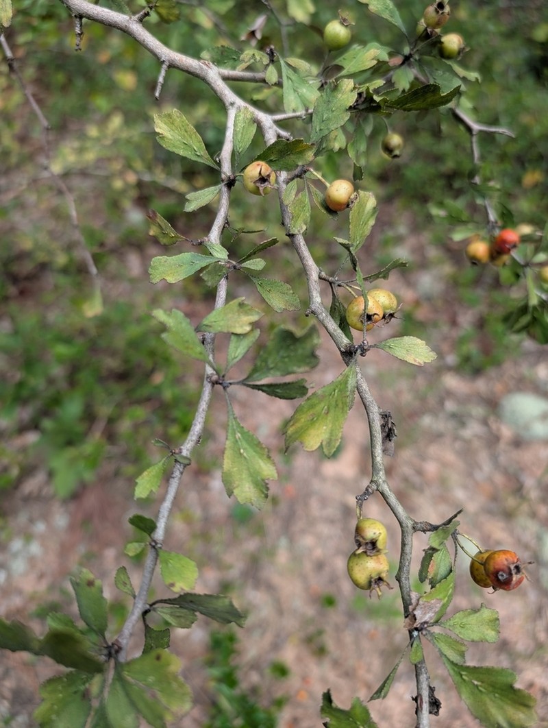 Hoary Hawthorn photo 6