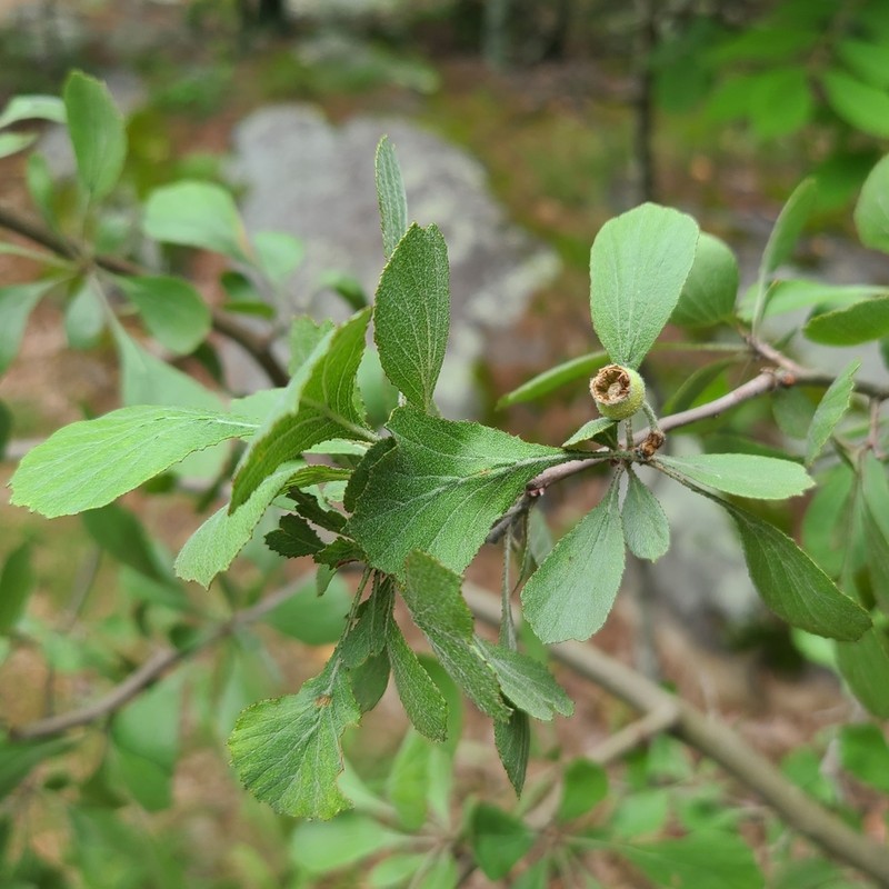 Florida Hawthorn photo 2