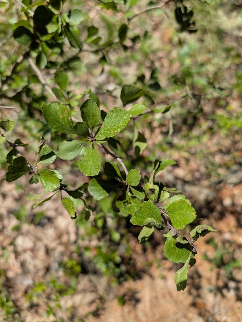 Florida Hawthorn photo 5