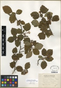 Densewoods Hawthorn