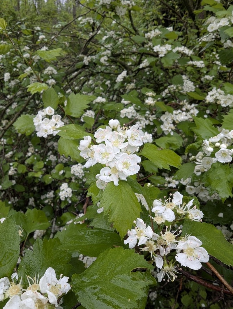 Crataegus laurentiana