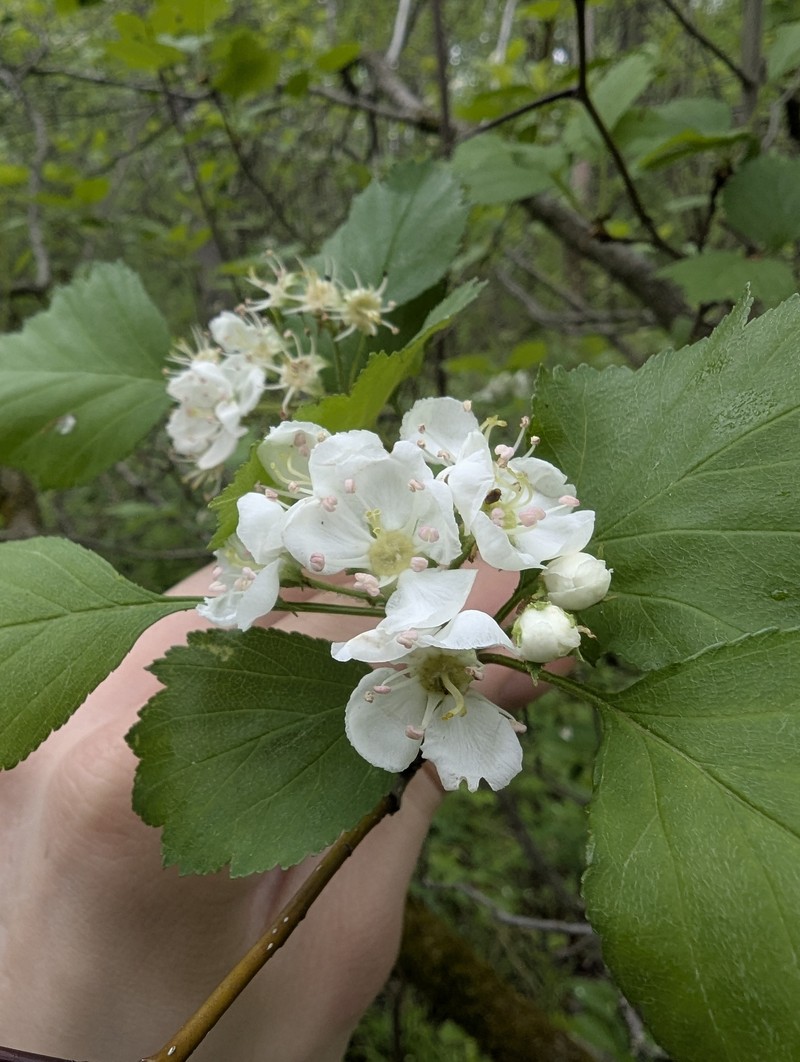 Crataegus laurentiana photo 4