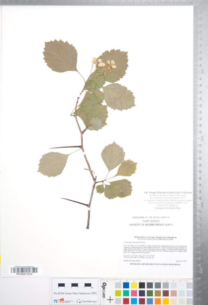 Crataegus laurentiana photo 5