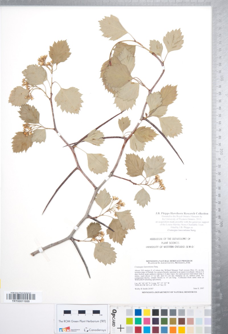 Crataegus laurentiana photo 6