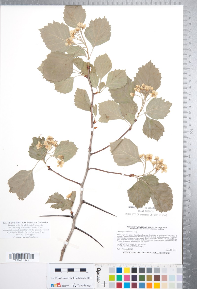 Crataegus laurentiana photo 7
