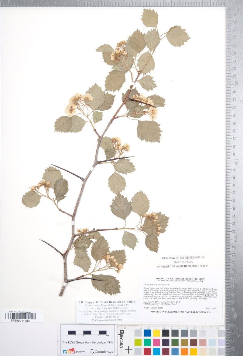 Crataegus laurentiana photo 8
