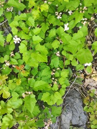 Crataegus levis