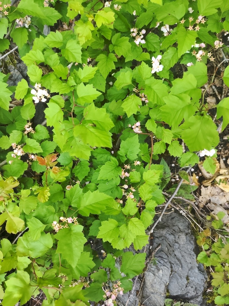 Crataegus levis