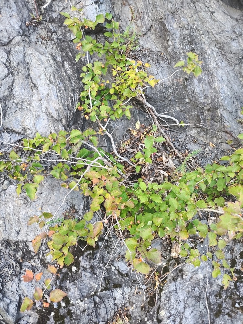 Crataegus levis photo 2