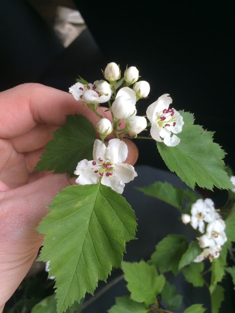 Crataegus levis photo 3