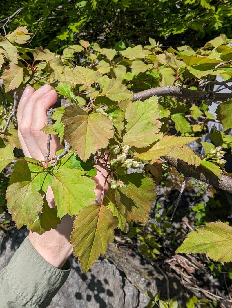 Crataegus levis photo 4