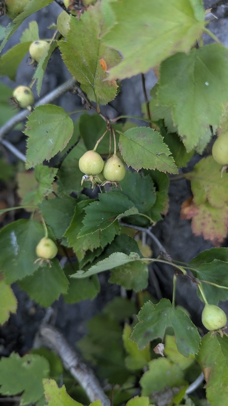 Crataegus levis photo 5