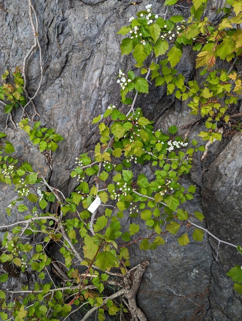 Crataegus levis photo 6