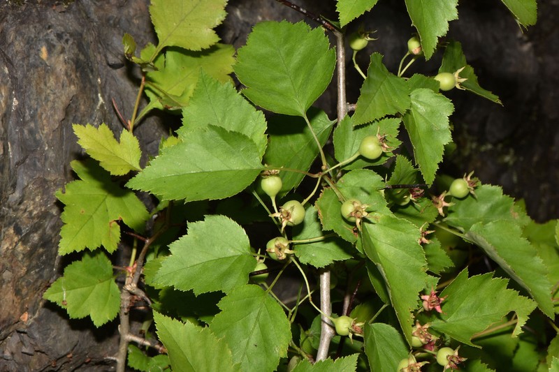 Crataegus levis photo 7