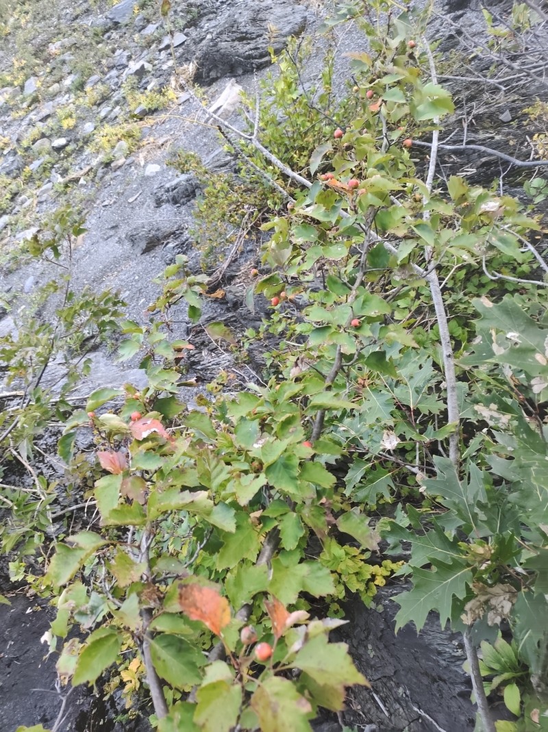 Crataegus levis photo 8