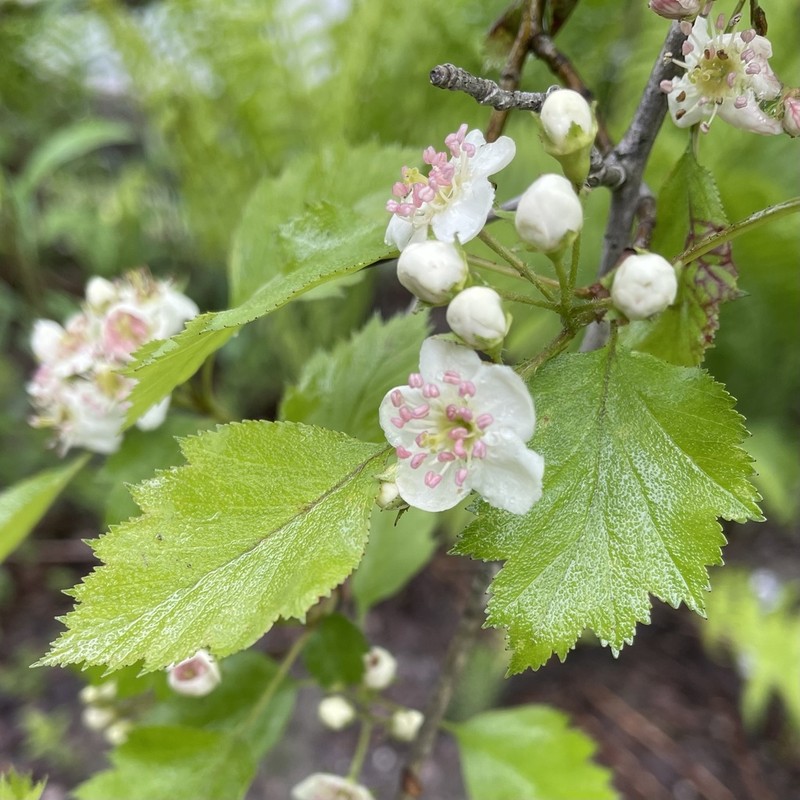 Knieskern's Hawthorn
