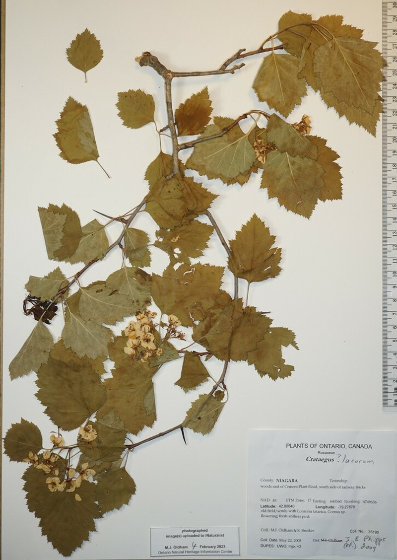 Knieskern's Hawthorn photo 3