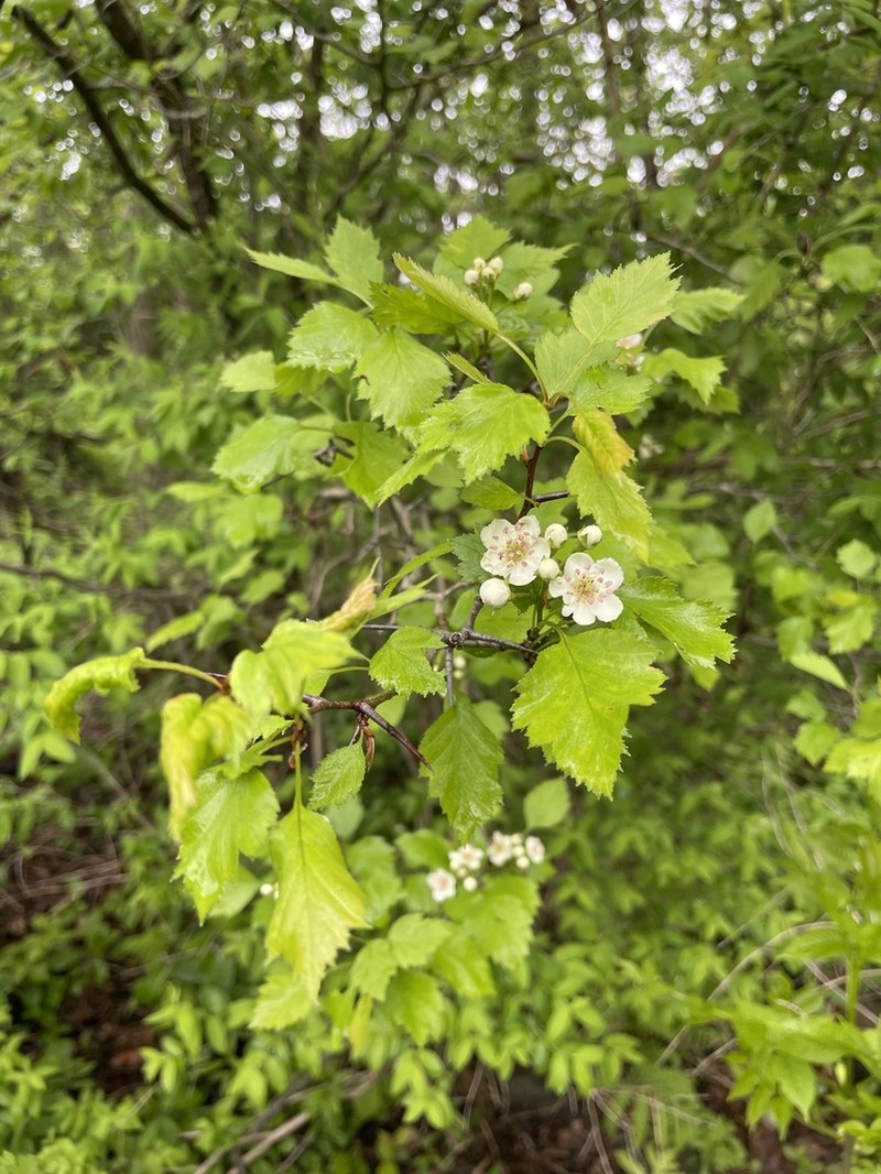 Knieskern's Hawthorn photo 4