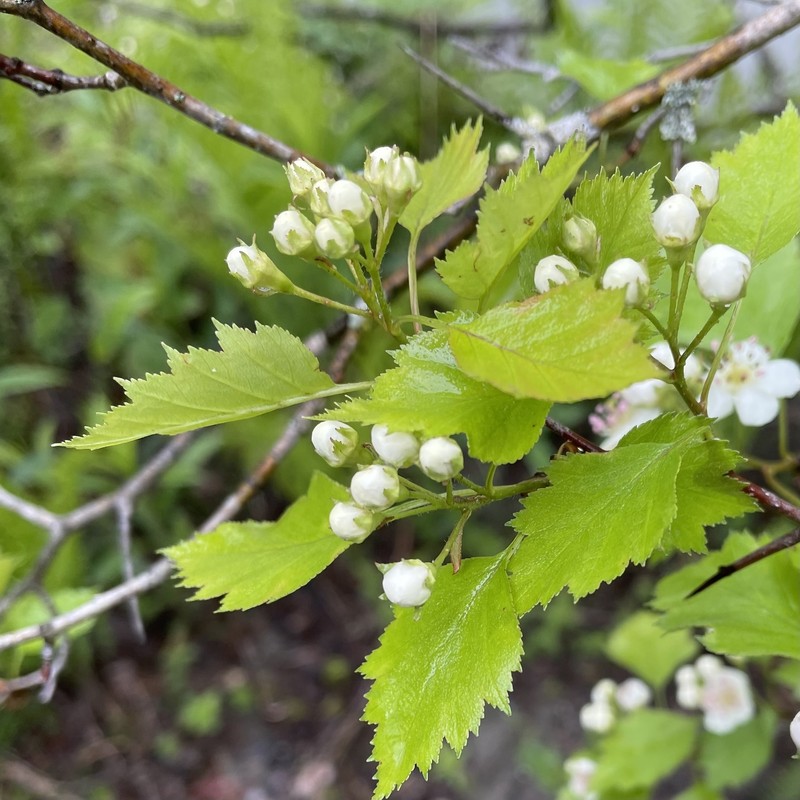 Knieskern's Hawthorn photo 6