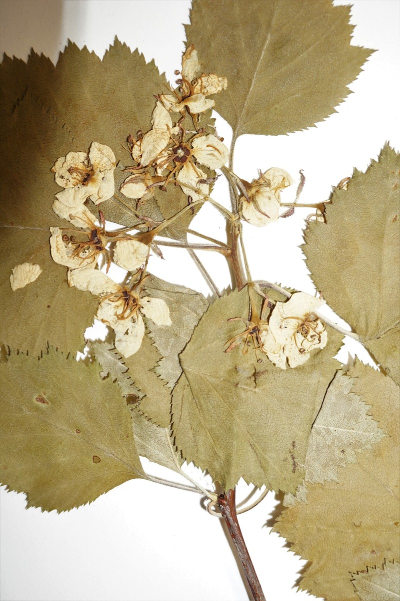 Knieskern's Hawthorn photo 8