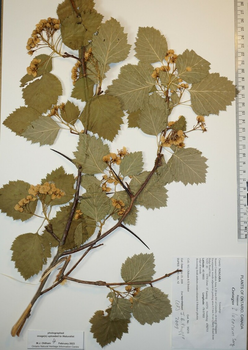 Grove Hawthorn photo 2
