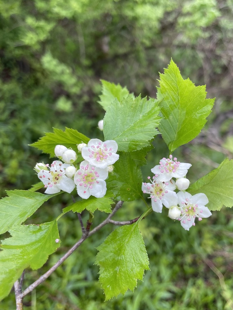 Grove Hawthorn photo 5