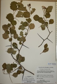 Roundleaf Hawthorn