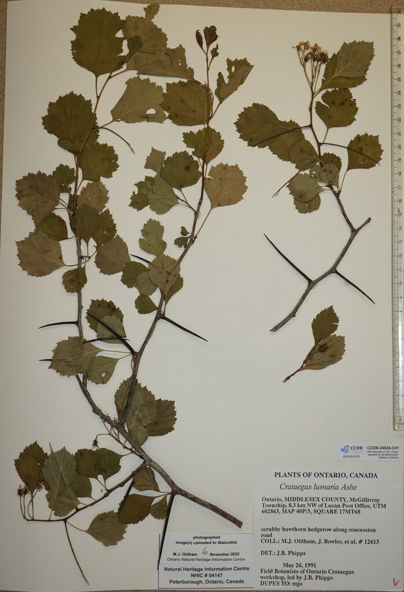 Roundleaf Hawthorn
