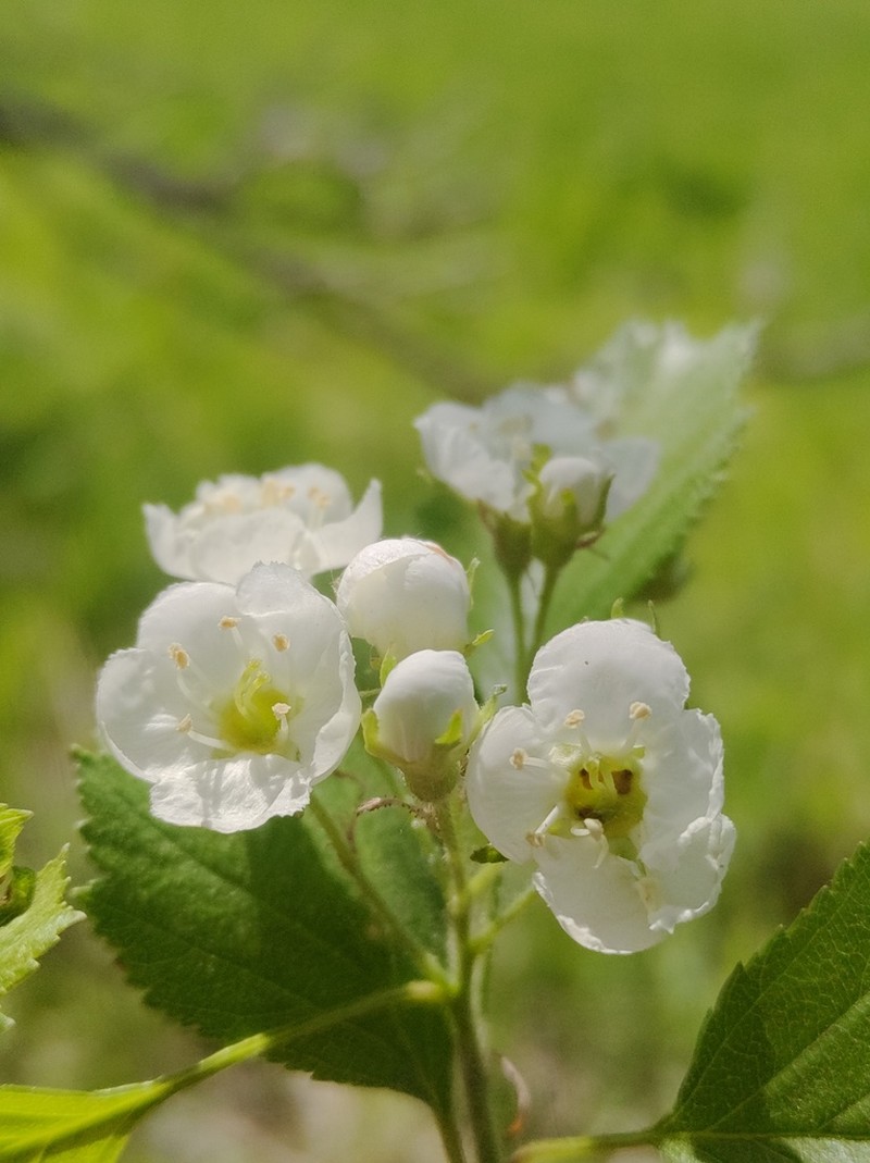 Roundleaf Hawthorn photo 2