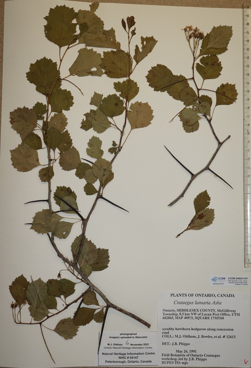 Roundleaf Hawthorn photo 4